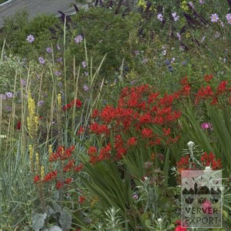 Crocosmia 'Lucifer' (29017) – Image 4