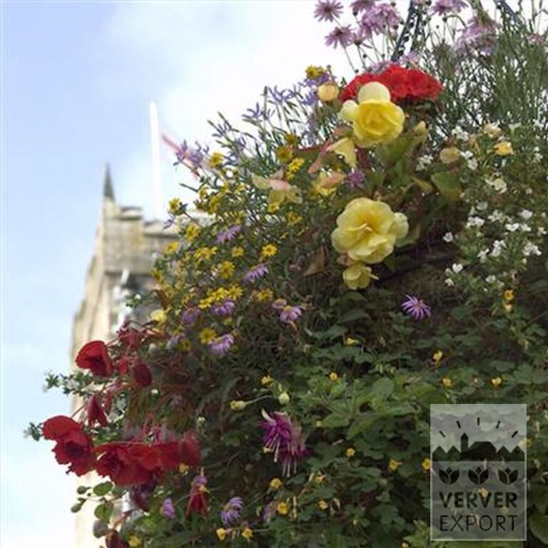Bégonia pendula en mélange (25007) – Image 2