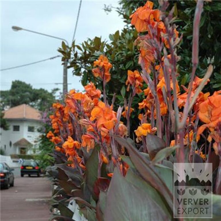 Canna 'Wyoming' (27017) – Image 2