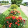 Dahlia 'Red Pigmy' (22024) – Image 2