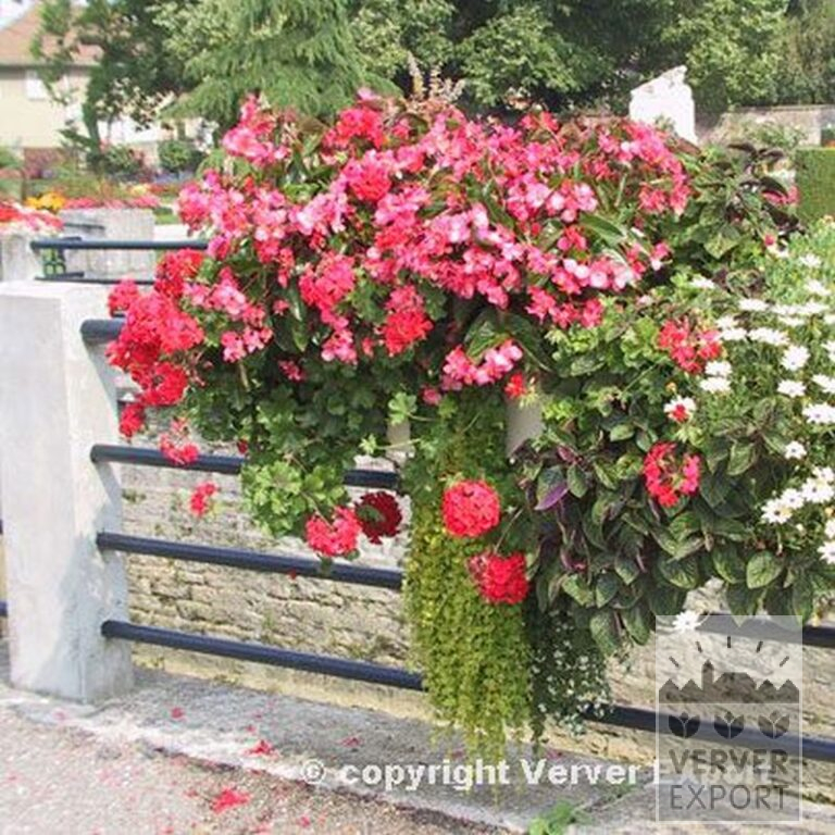 Bégonia pendula en mélange (25007) – Image 3