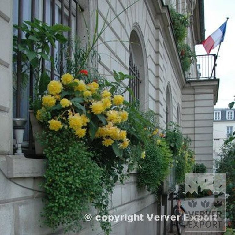 Bégonia pendula en mélange (25007) – Image 4