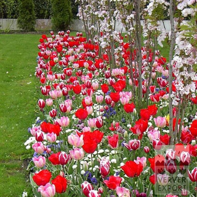 Tulipes 'Leen van der Mark' (12328) – Image 2