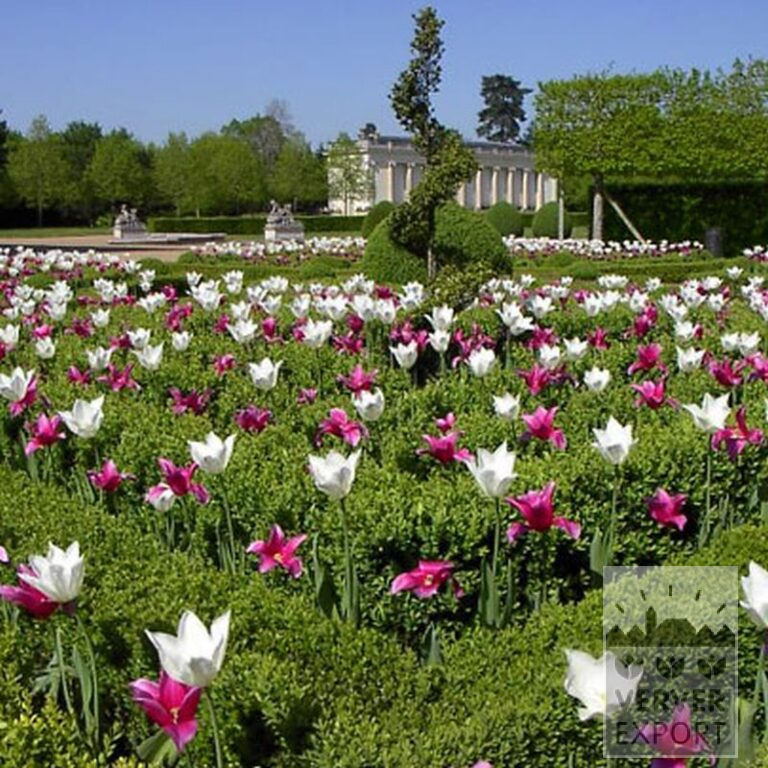 Tulipes 'White Triumphator' (12202) – Image 5