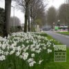 Narcisses poeticus 'Actaea' (15067) – Image 2