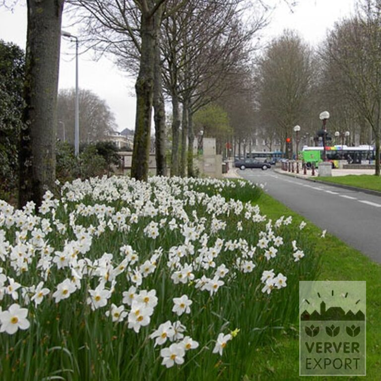 Narcisses poeticus 'Actaea' (15067) – Image 2