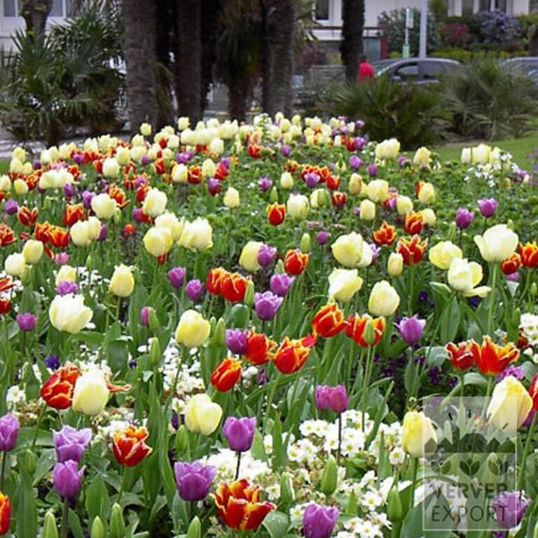 Tulipes 'Davenport' (12228) – Image 3