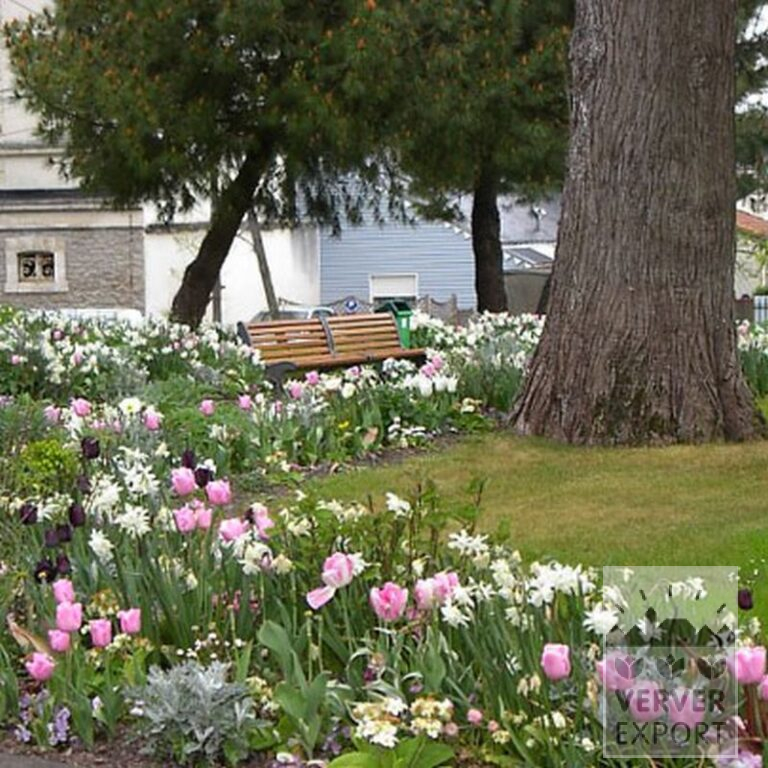 Tulipes 'Havran' (12139) – Image 6
