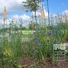 Eremurus ruyter 'Emmy Ro' (16044) – Image 3