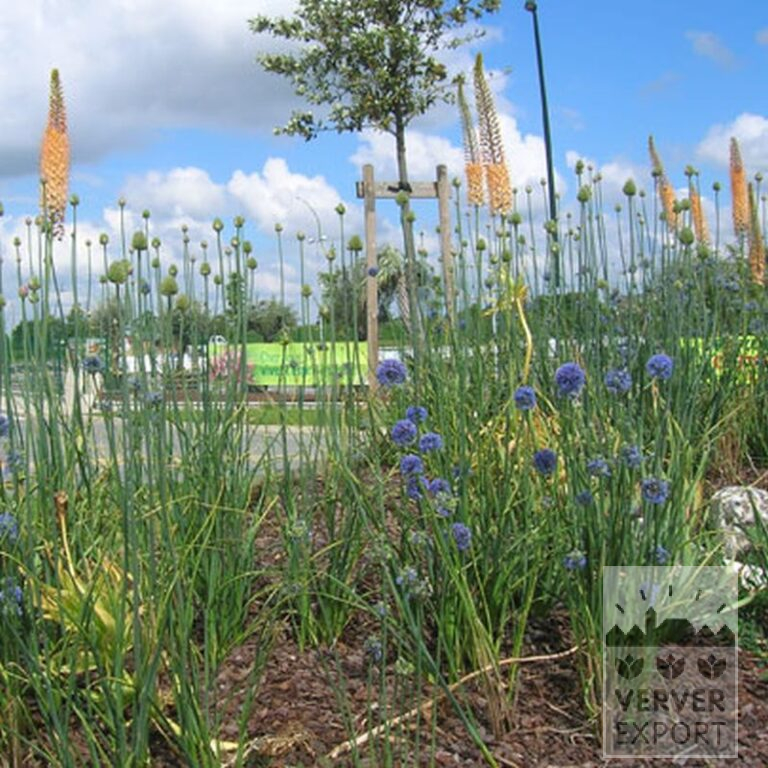 Eremurus ruyter 'Emmy Ro' (16044) – Image 3