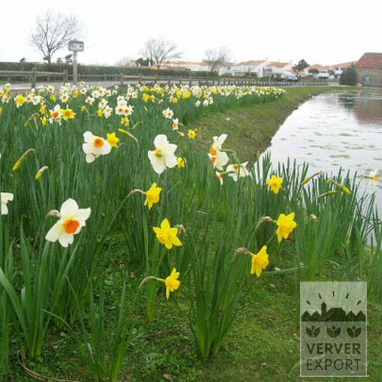 Narcisses 'Carlton' (15029) – Image 2