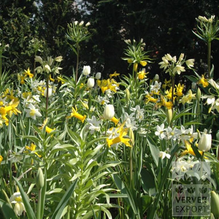 Fritillaria raddeana (16056) – Image 2
