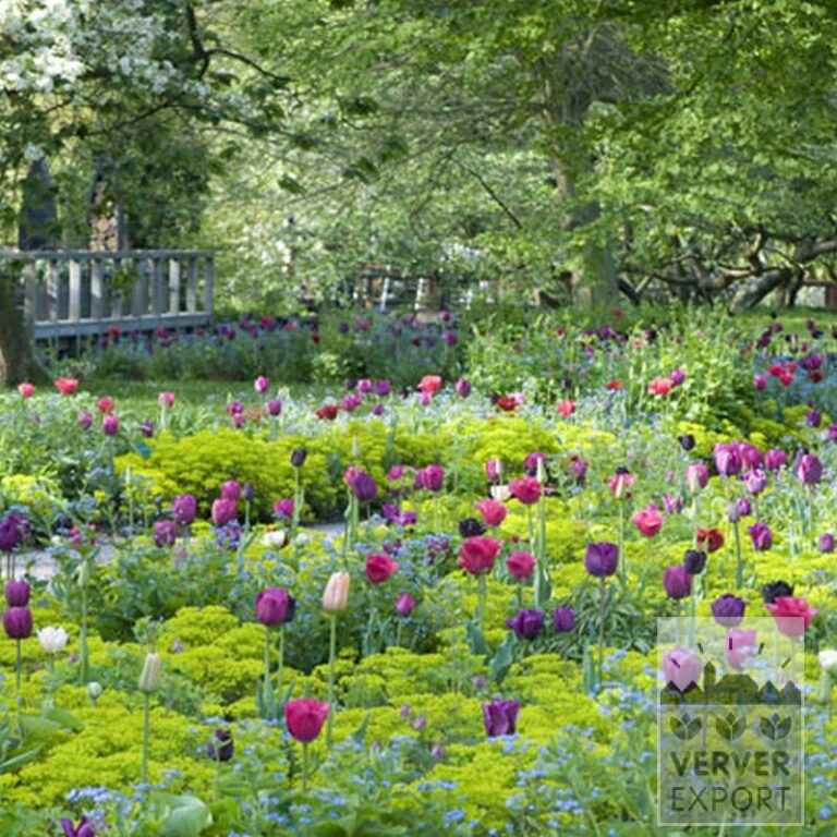 Tulipes 'Black Beauty' (12374) – Image 2