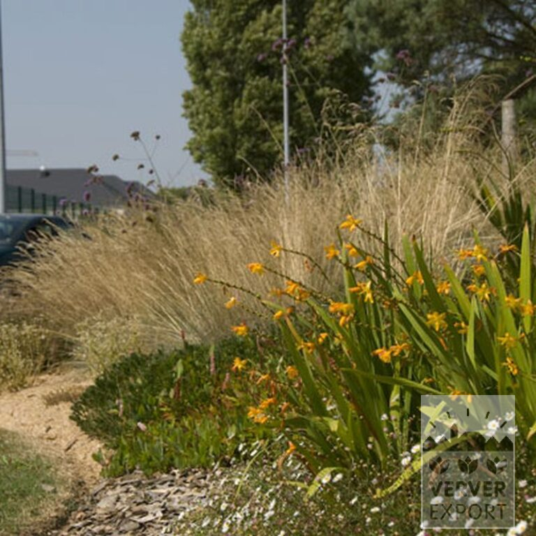 Crocosmia 'George Davison' (29019) – Image 2