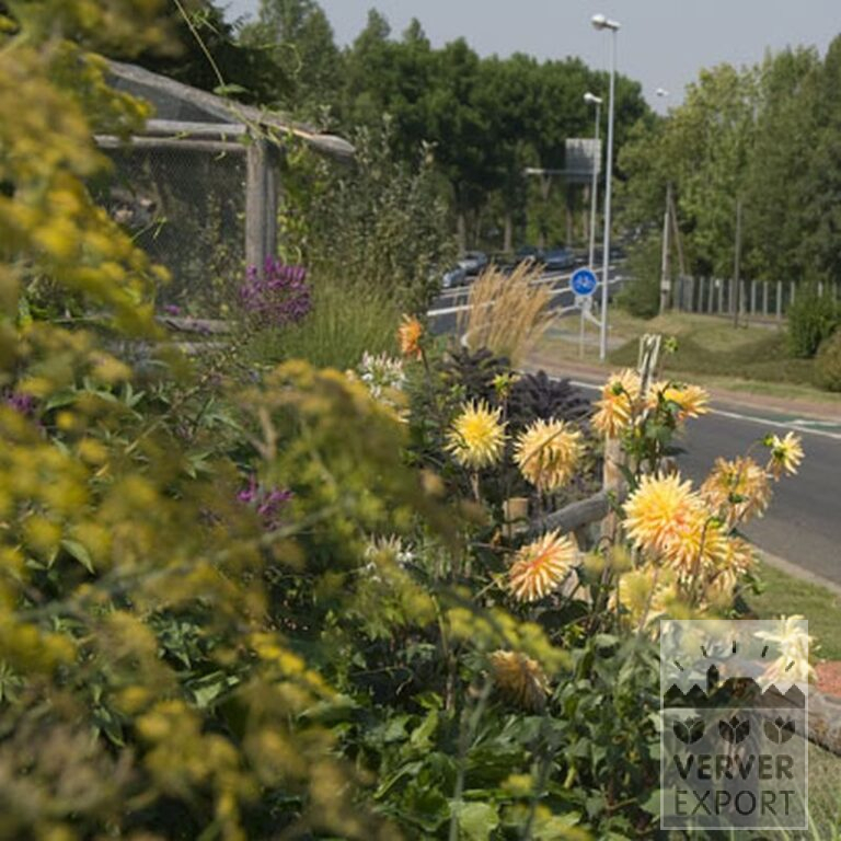 Dahlia 'Gold Crown' (22219) – Image 2