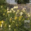 Dahlia 'My Love' (22047) – Image 3