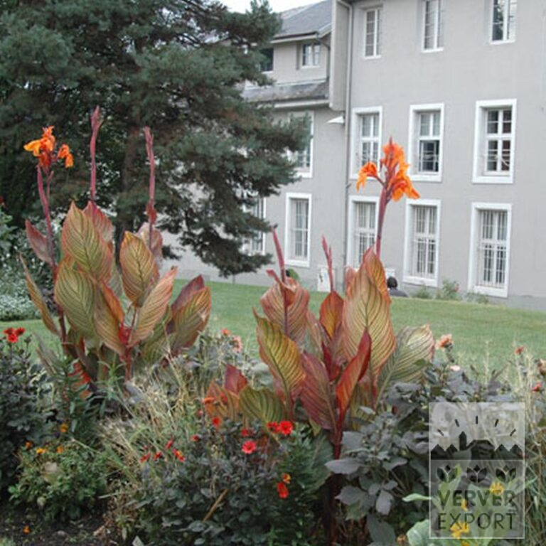 Canna Pré-Cultivés 'Durban' (29201) – Image 2