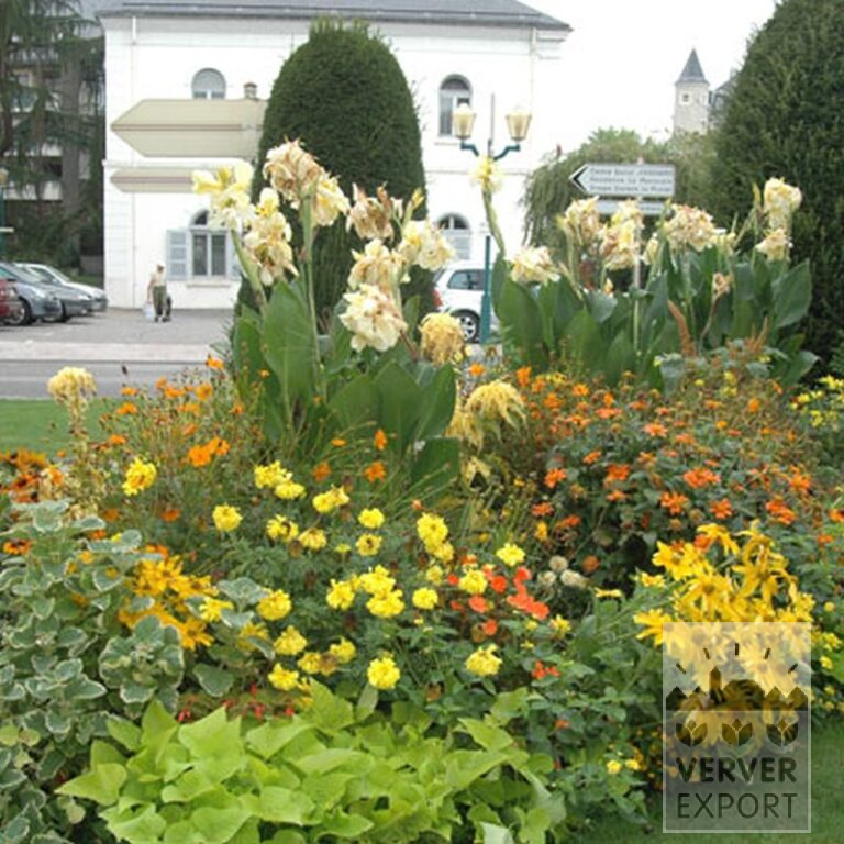 Canna Pré-Cultivés 'Gran Canaria' (29193) – Image 2