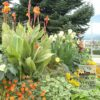 Canna Pré-Cultivés 'Gran Canaria' (29193) – Image 3