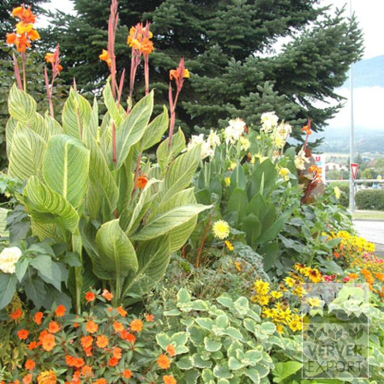 Canna Pré-Cultivés 'Bengal Tiger' (29220) – Image 3
