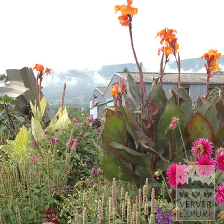 Canna 'Wyoming' (27017) – Image 3