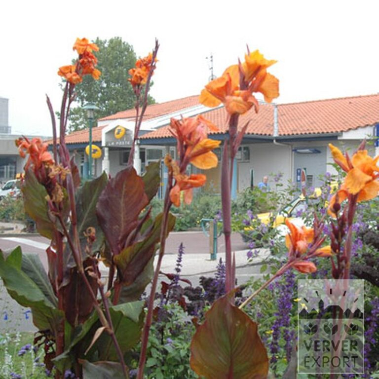 Canna 'Wyoming' (27017) – Image 4