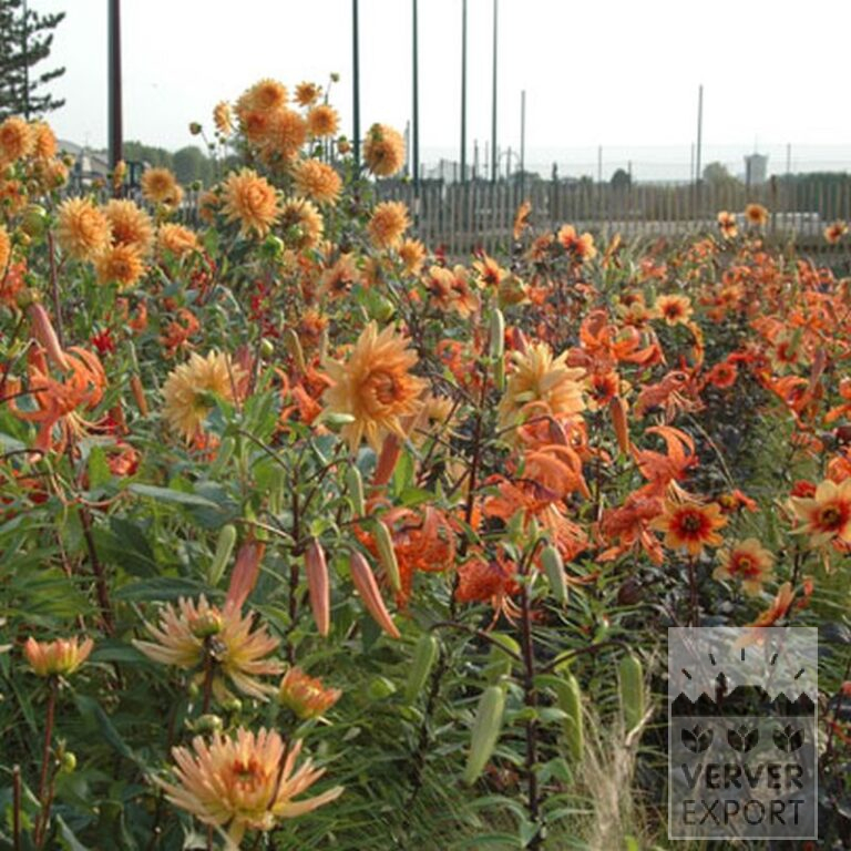Dahlia 'Date' (22169) – Image 3