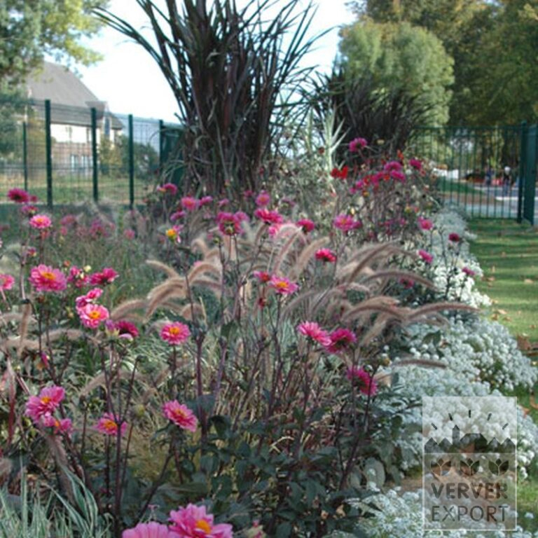 Dahlia 'Fanfare' (22190) – Image 2