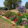 Dahlia 'Sangria' (22053) – Image 5