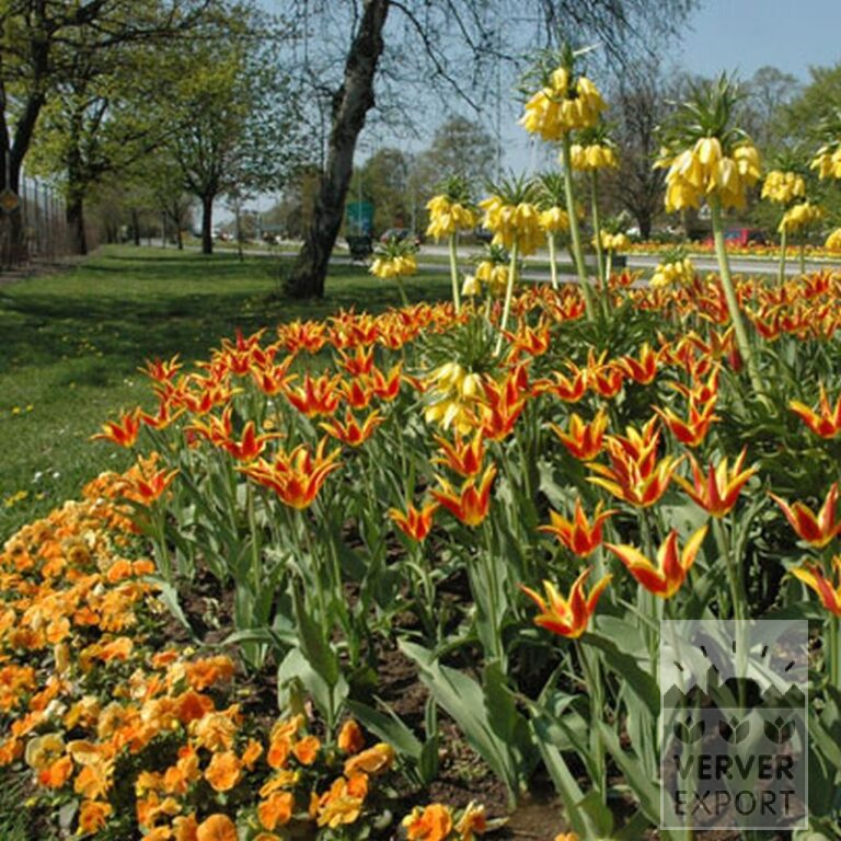 Tulipes 'Fly Away' (12188) – Image 3