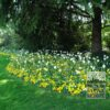 Narcisses poeticus 'Actaea' (15067) – Image 3