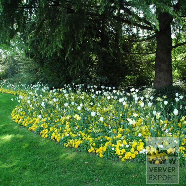 Narcisses poeticus 'Actaea' (15067) – Image 3