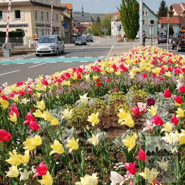 Tulipes 'Mariëtte' (12193) – Image 6
