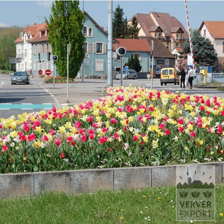 Tulipes 'Mariëtte' (12193) – Image 7