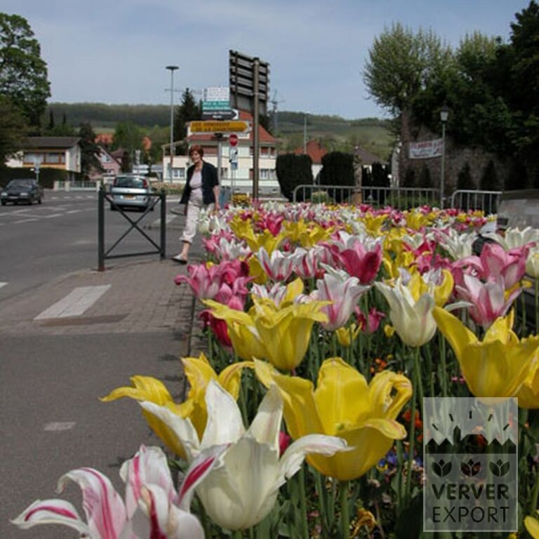Tulipes 'Mariëtte' (12193) – Image 8