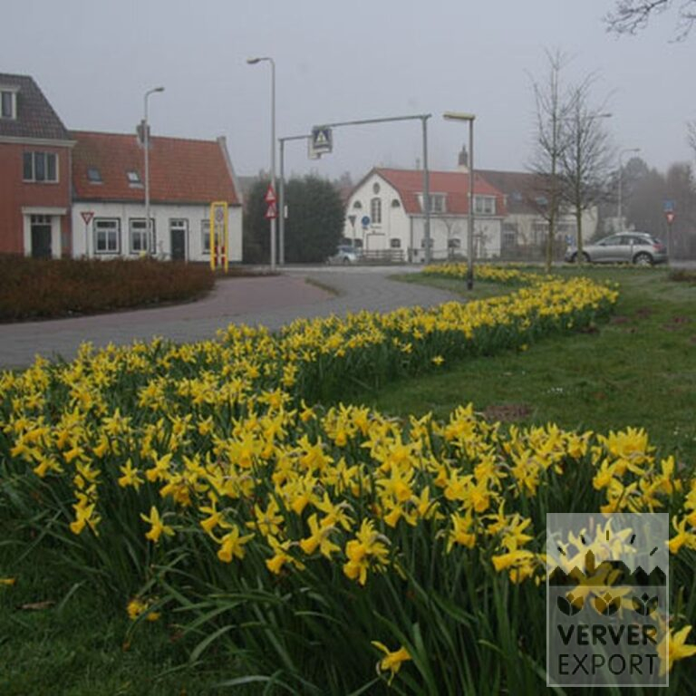 Narcisses 'Peeping Tom' (15007) – Image 4