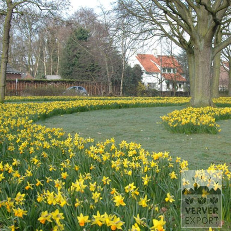 Narcisses 'Jetfire' (15005) – Image 2