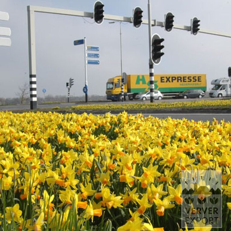 Narcisses 'Jetfire' (15005) – Image 3