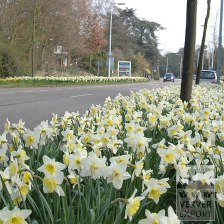 Narcisses 'Ice Follies' (15035) – Image 2