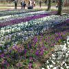 Crocus 'Jeanne d'Arc' (14002) – Image 4