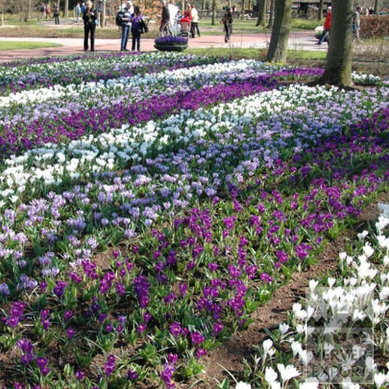 Crocus 'Jeanne d'Arc' (14002) – Image 4