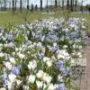 Crocus 'Jeanne d'Arc' (14002) – Image 5