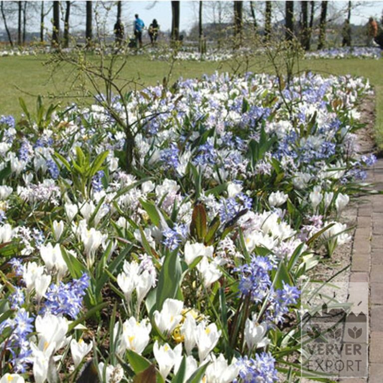 Crocus 'Jeanne d'Arc' (14002) – Image 5