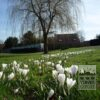 Crocus 'Jeanne d'Arc' (14002) – Image 6
