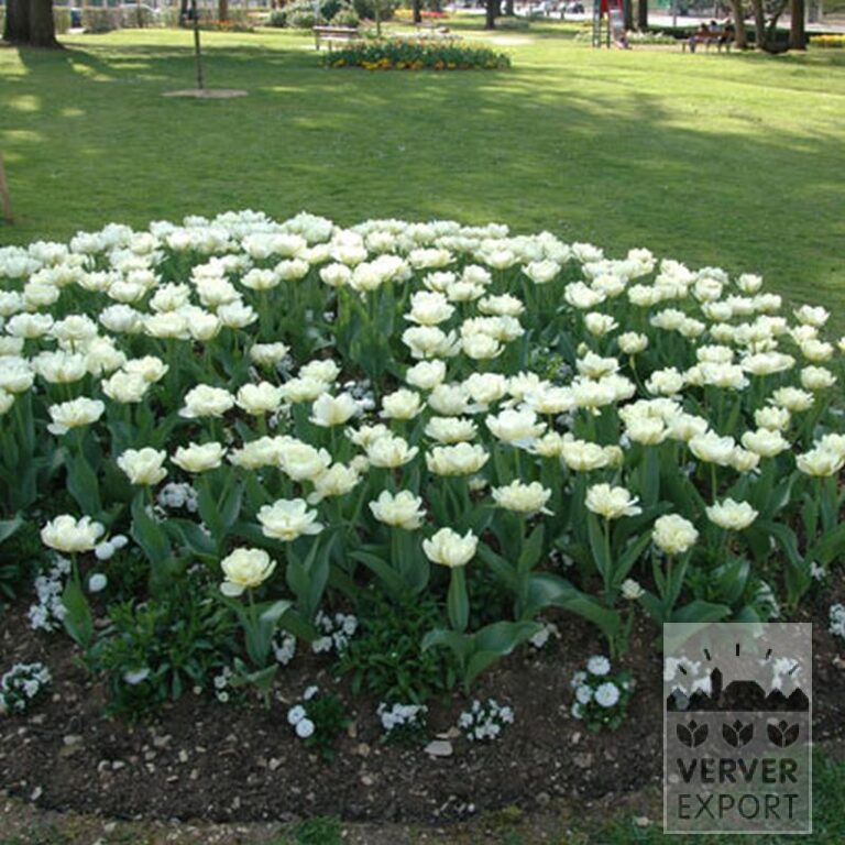 Tulipes 'Mount Tacoma' (12244) – Image 4