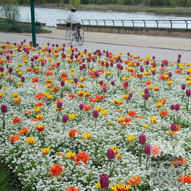 Tulipes 'Helmar' (12211) – Image 3