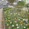 Anémone De Caen en mélange (36016) – Image 2