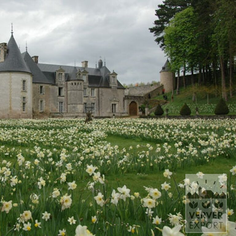 Narcisses 'Ice Follies' (15035) – Image 3