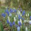 Muscari armeniacum (16079) – Image 6