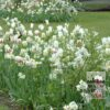 Narcisses tazetta 'Geranium' (15071) – Image 2